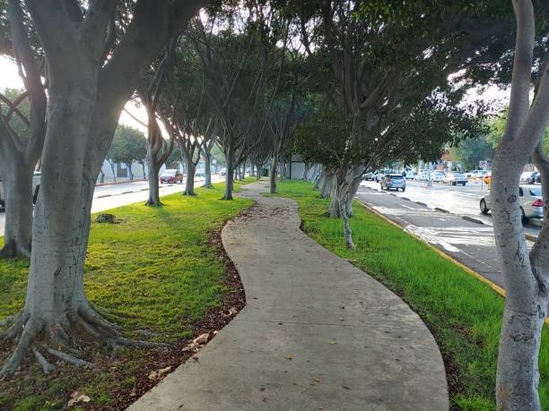 istock walking through trees in the city 1416046179
