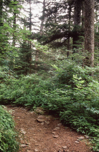 istock Hiking Trail Through Alaskan Rain Forest 1416046385