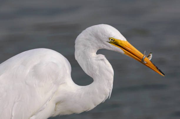 istock Great Egret with Fish in His Beak 1416046395