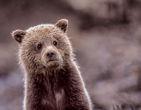 It had down poured rain all day & finally there was a small break which made for a beautiful family portrait of this grizzly family.