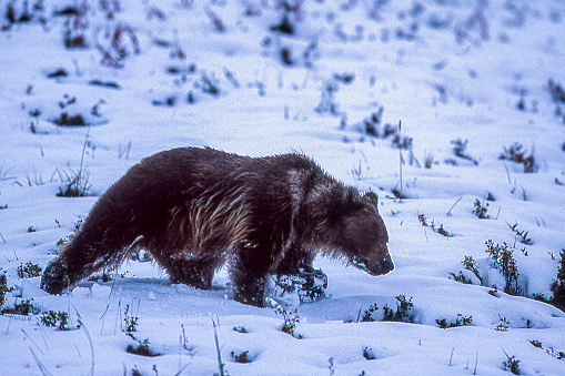 This image of a wild brown bear standing up and looking for a Salmon fishes in the river was taken in the far east of Kamchatka peninsula, Russia.