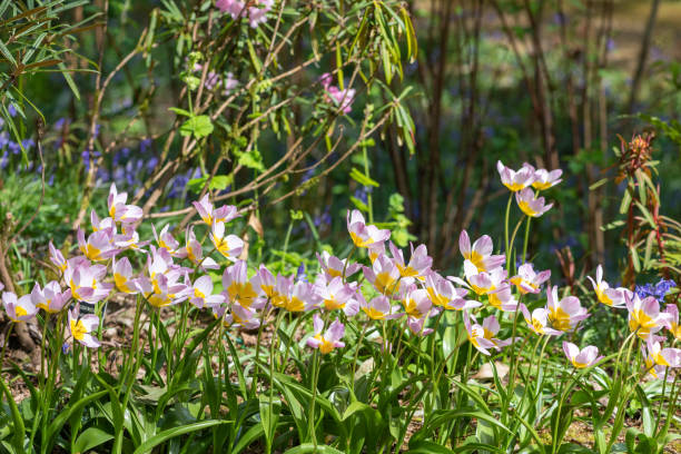 istock Tulipa saxatilis tulips 1416046434