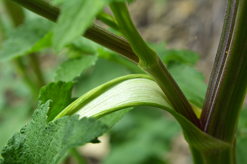 Pastina sowing (Pastinaca sativa), which grows in nature, is used in cooking and medicine.