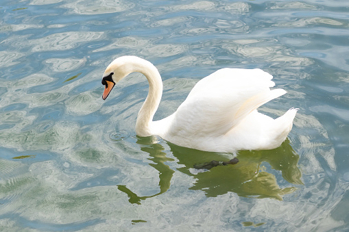 Graceful white swan swims in the lake, swans in the wild. Portrait of a white swan floating on a lake