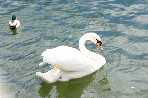 Graceful white swan swims in the lake, swans in the wild. Portrait of a white swan floating on a lake