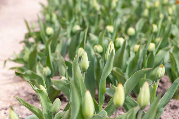 istock A large flowerbed with unopened tulip buds, Spring 1416049404
