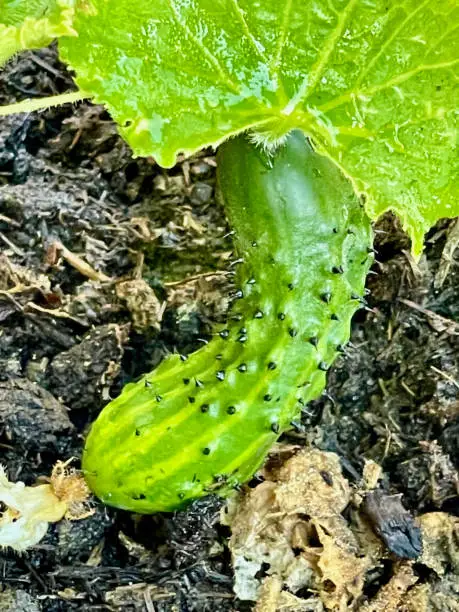 Photo of Vegetable growing in garden