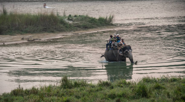 Tourists on an elephant wade the river Chitwan N. P . , Nepal - nov 4, 2019: a group of tourists, visiting Chitwan N.P., cross the river on the back of an elephant chitwan national park photos stock pictures, royalty-free photos & images
