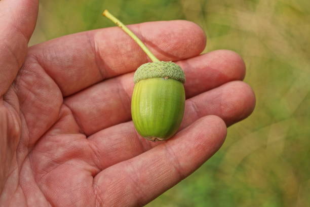 istock one green oak acorn lies on an open palm on 1416052121