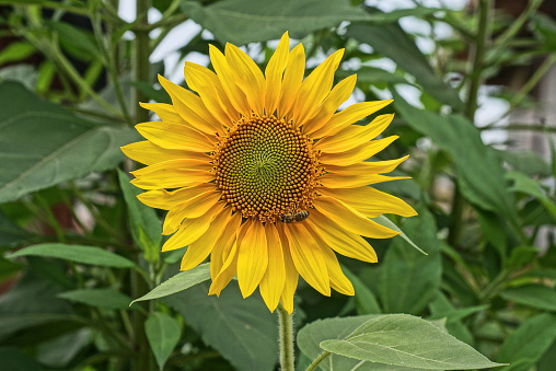 one big yellow red  blooming sunflower flower with green leaves in summer nature