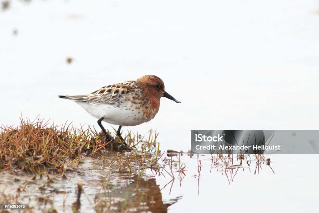 Spoon-billed Sandpiper at breeding grounds Critically endangered Spoon-billed Sandpiper at breeding grounds in Chukotka, Russian Far East, June 2010. Animal Stock Photo