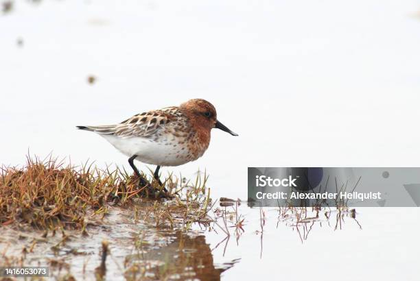 Spoonbilled Sandpiper At Breeding Grounds Stock Photo - Download Image Now - Animal, Animal Themes, Animal Wildlife