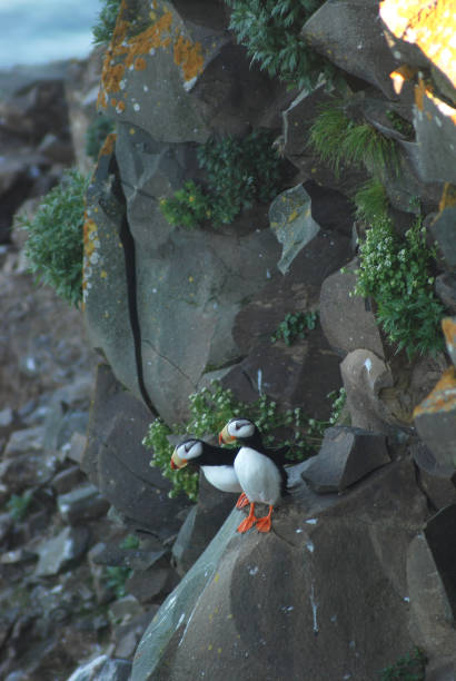 A pair of Horned Puffins (Fratercula corniculata) sitting on a cliff close to Beringovsky, Chukotka, Russan Far East