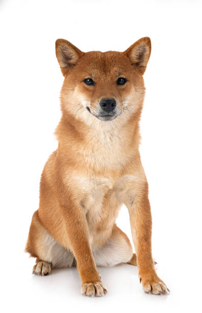 istock shiba inu in studio 1416056195