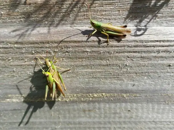 Photo of Locust mating