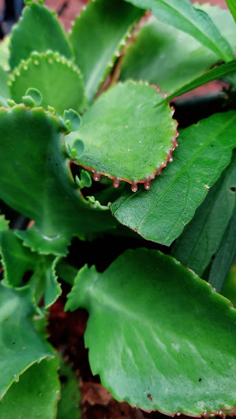 istock Round Green Leaf with Pointy Edges in Red 1416056492