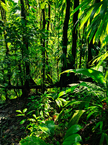 Tropical Rain forest in Guadeloupe hike in the forest in the direction of the carbet waterfall protect the nature