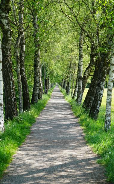 istock Birch Alley. The path between the birches. Russian birches. Native spaces. Birch alley in spring. Spring birches. 1416057943