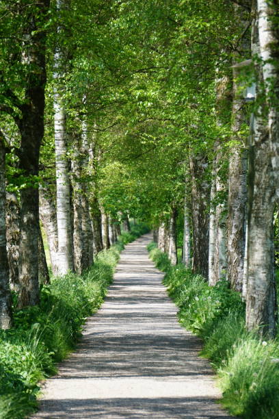 istock Birch Alley. The path between the birches. Russian birches. Native spaces. Birch alley in spring. Spring birches. 1416058014