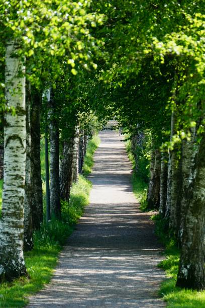 istock Birch Alley. The path between the birches. Russian birches. Native spaces. Birch alley in spring. Spring birches. 1416058048