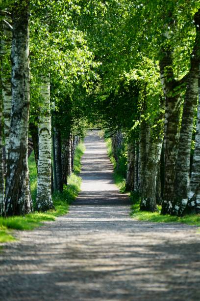 istock Birch Alley. The path between the birches. Russian birches. Native spaces. Birch alley in spring. Spring birches. 1416058113