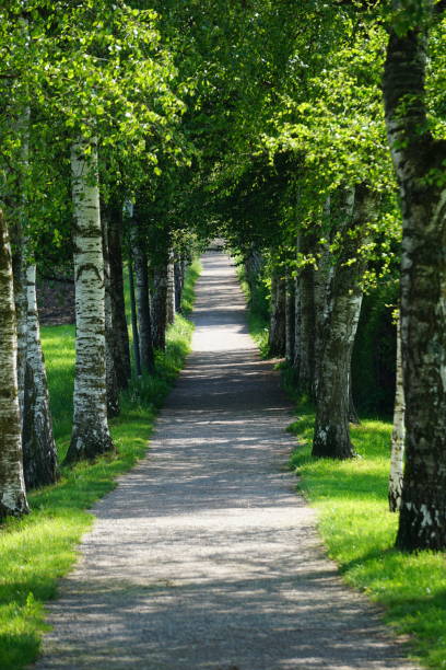 istock Birch Alley. The path between the birches. Russian birches. Native spaces. Birch alley in spring. Spring birches. 1416058137