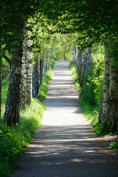 istock Birch Alley. The path between the birches. Russian birches. Native spaces. Birch alley in spring. Spring birches. 1416058230