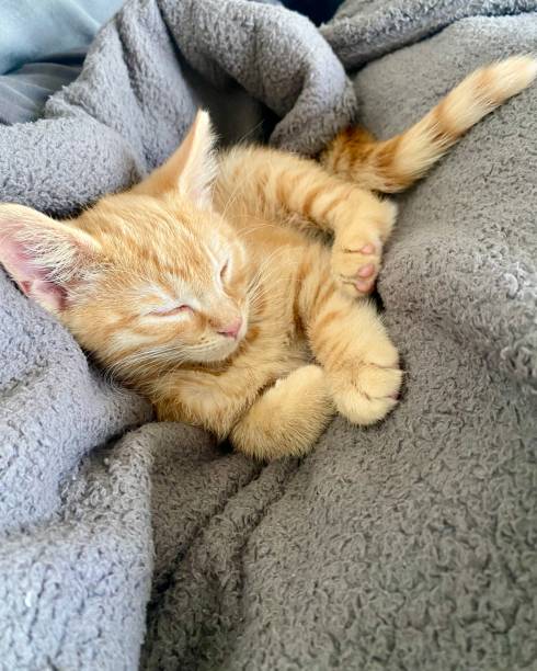 istock Cute Ginger tabby kitten asleep on grey fleece blanket. 1416059105
