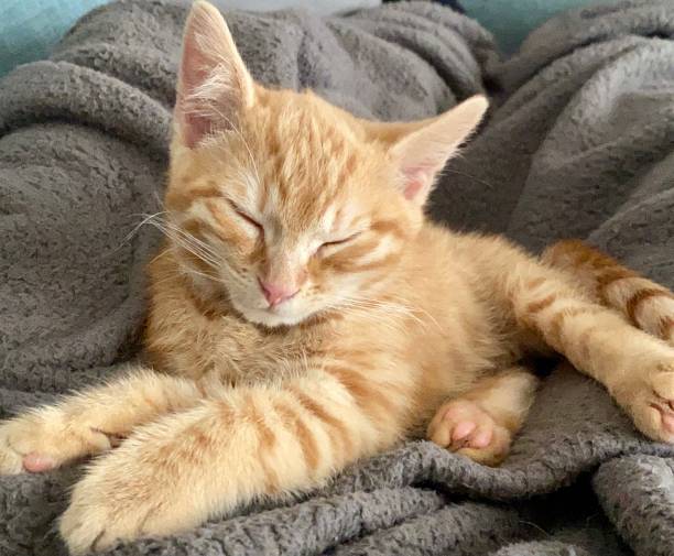 istock Ginger tabby kitten asleep on grey fleece blanket. 1416059136