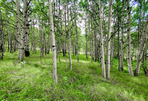 istock Aspen forest with grassy floor. 1416059173