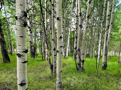 Aspen forest with grassy floor.