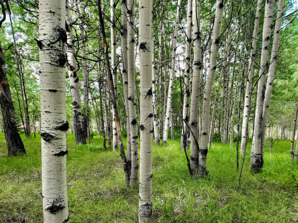 Aspen forest with grassy floor. stock photo