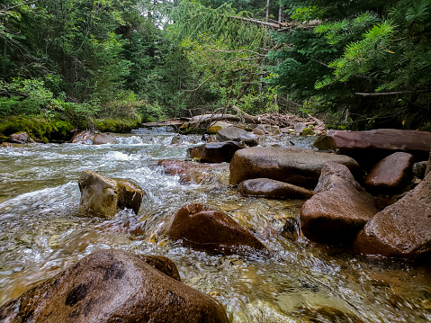 Mountain stream. Lush forest and boulders.