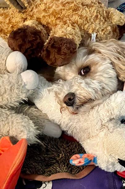 istock Labradoodle Puppy with Her Toys 1416060371