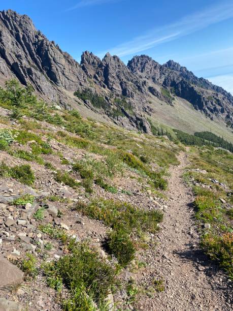istock Heather Park trail in Olympic National Park 1416060439