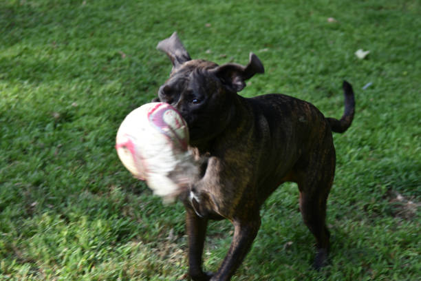 istock Dogs Love Soccer 1416062025