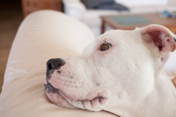Bulldog hanging out on couch