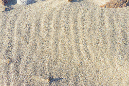 Spiral sea shell in sand pile isolated on white background. Clipping path