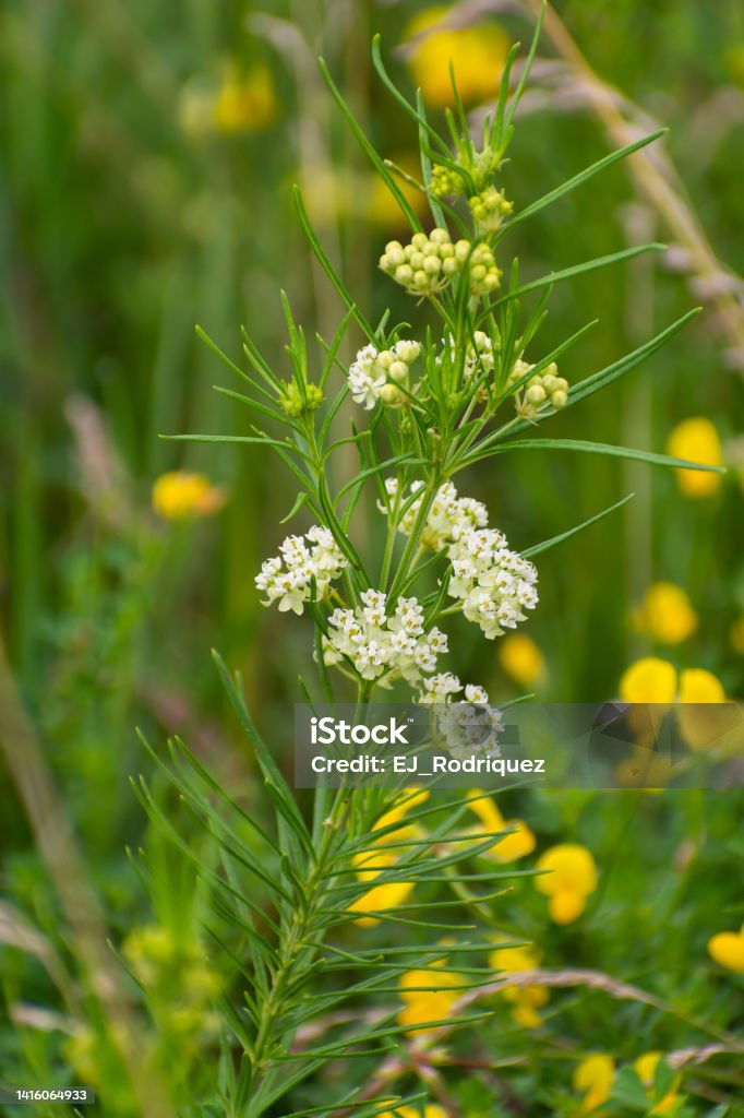 Blooming Summer wildflowers. Blooming Summer wildflowers along the hiking trail at Buffalo Rock State Park in Ottawa, Illinois. Agricultural Field Stock Photo