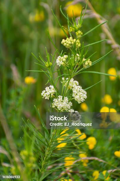 Blooming Summer Wildflowers Stock Photo - Download Image Now - Agricultural Field, Beauty, Blossom