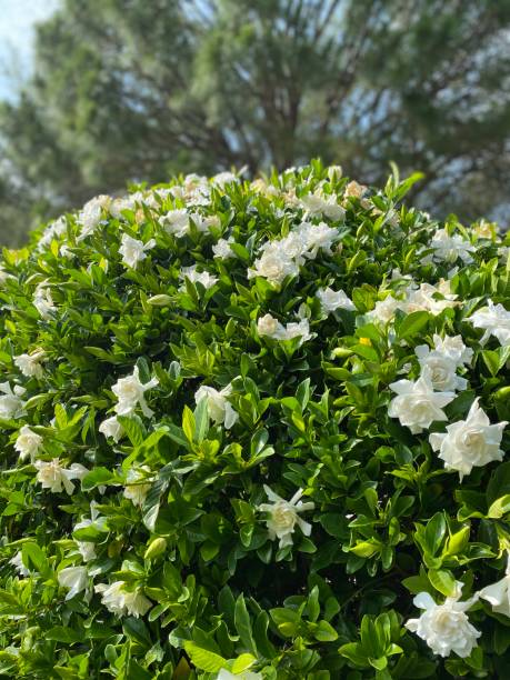 gloriosa gardenia - gardenia fotografías e imágenes de stock