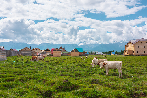 Brown and white cows graze in green grassy meadow near wooden fence and houses in sunlight under low clouds among high mountains. Scenic landscape with cows in mountain village in sunny and cloudy day