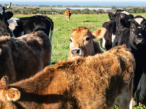 Curious Cows