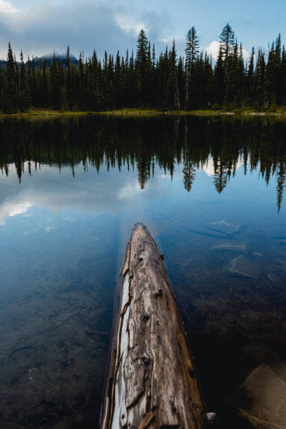 istock Mount Rainier National Park Washington State 1416100006