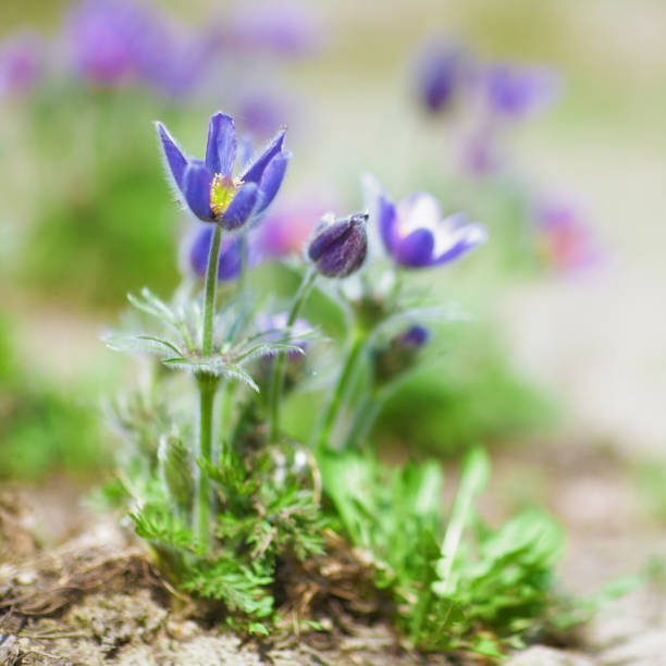 Pulsatilla flowers Pulsatilla flowers in natural environment at Spring time. Low depth of focus image. pulsatilla pratensis stock pictures, royalty-free photos & images