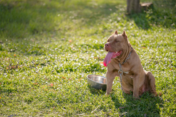 istock Brown pitbull puppy on the green field. 1416118206