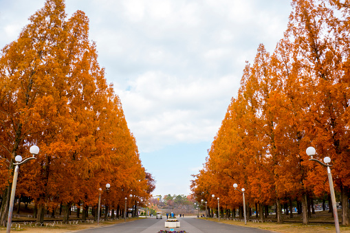 Ginkgo Trees Corridor in Tsurumi Ryokuchi Park during Autumn, Osaka, Japan