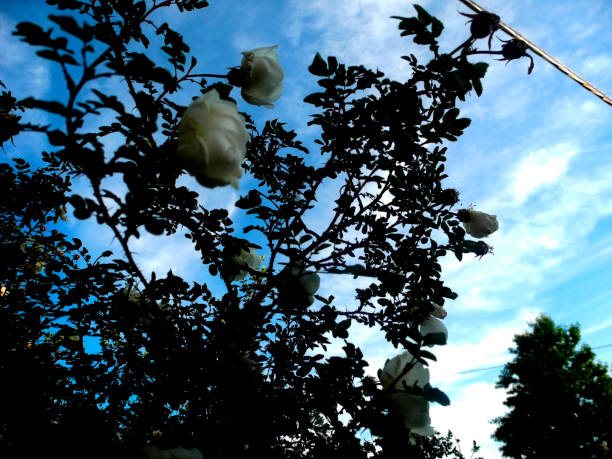 Flowering of the bush Rosa canina on the background of blue heaven.