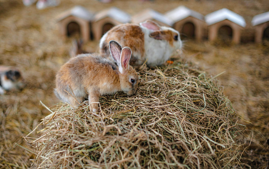 Rabbits wait to be fed by tourists in the zoo of a sheep farm in Pattaya, Thailand.