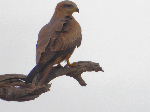 Black Kite purveying the environment in the Riverina Country